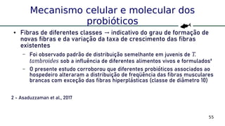 55
Mecanismo celular e molecular dos
probióticos
● Fibras de diferentes classes indicativo do grau de formação de→
novas fibras e da variação da taxa de crescimento das fibras
existentes
– Foi observado padrão de distribuição semelhante em juvenis de T.
tambroides sob a influência de diferentes alimentos vivos e formulados²
– O presente estudo corroborou que diferentes probióticos associados ao
hospedeiro alteraram a distribuição de freqüência das fibras musculares
brancas com exceção das fibras hiperplásticas (classe de diâmetro 10)
2 - Asaduzzaman et al., 2017
 