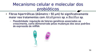 56
Mecanismo celular e molecular dos
probióticos
● Fibras hipertróficas (diâmetro > 50 μm) foi significativamente
maior nos tratamentos com Alcaligenes sp. e Bacillus sp.
– Possibilidade: regulação de fatores genéticos associados ao
crescimento, como demonstrado pelas mudanças dos seus padrões
de expressão de mRNA
 