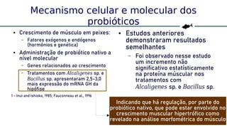 57
Mecanismo celular e molecular dos
probióticos
● Crescimento de músculo em peixes:
– Fatores exógenos e endógenos
(hormônios e genética)
● Administração de probiótico nativo a
nível molecular
– Genes relacionados ao crescimento
– Tratamentos com Alcaligenes sp. e
Bacillus sp. apresentaram 2,5-3,0
mais expressão do mRNA GH da
hipófise
1 - Inui and Ishioka, 1985; Fauconneau et al., 1996
● Estudos anteriores
demonstraram resultados
semelhantes
– Foi observado nesse estudo
um incremento não
significativo estatísticamente
na proteína múscular nos
tratamentos com
Alcaligenes sp. e Bacillus sp.
Indicando que há regulação, por parte do
probiótico nativo, que pode estar envolvido no
crescimento muscular hipertrófico como
revelado na análise morfométrica do músculo
 