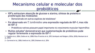 58
Mecanismo celular e molecular dos
probióticos
● IGF’s estimulam absorção de glucose e alanina, síntese de proteína e
proliferação dos mioblastos
– Demonstrado em outras espécies de teleósteos¹
●
Foi observado em T. tambroides uma expressão regulada de IGF-1, mas não
de IGF-2
– Probióticos nativos possuem papel importante no crescimento muscular hipertrófico
● Muitos estudos² demonstraram que suplementação de probióticos pode
regular fortemente a expressão de IGF-1
1 - Castillo et al., 2004; Codina et al., 2008; Rius-Francino et al., 2011; Garikipati and Rodgers, 2012a, 2012b; Montserrat et
al., 2012)
2 - Carnevali et al., 2006; Avella et al., 2010; Shaheen et al., 2014
 