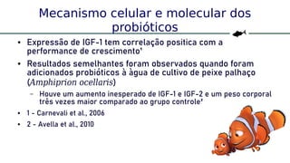 59
Mecanismo celular e molecular dos
probióticos
● Expressão de IGF-1 tem correlação positica com a
performance de crescimento¹
● Resultados semelhantes foram observados quando foram
adicionados probióticos à àgua de cultivo de peixe palhaço
(Amphiprion ocellaris)
– Houve um aumento inesperado de IGF-1 e IGF-2 e um peso corporal
três vezes maior comparado ao grupo controle²
● 1 - Carnevali et al., 2006
● 2 - Avella et al., 2010
 