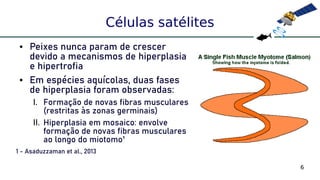 6
Células satélites
● Peixes nunca param de crescer
devido a mecanismos de hiperplasia
e hipertrofia
● Em espécies aquícolas, duas fases
de hiperplasia foram observadas:
I. Formação de novas fibras musculares
(restritas às zonas germinais)
II. Hiperplasia em mosaico: envolve
formação de novas fibras musculares
ao longo do miotomo¹
1 - Asaduzzaman et al., 2013
 