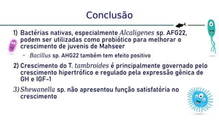 63
Conclusão
1) Bactérias nativas, especialmente Alcaligenes sp. AFG22,
podem ser utilizadas como probiótico para melhorar o
crescimento de juvenis de Mahseer
– Bacillus sp. AHG22 também tem efeito positivo
2) Crescimento do T. tambroides é principalmente governado pelo
crescimento hipertrófico e regulado pela expressão gênica de
GH e IGF-1
3)Shewanella sp. não apresentou função satisfatória no
crescimento
 