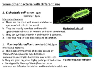 Some other bacteria with different size
1. Escherichia coli- Length- 3µm
Diameter- 1µm.
Interesting features
a. These are the most well known and diverse
species of microbs in the world.
b. They are mostly harmless and found in Fig-Escherichia coli
gastrointestinal tracts of humans and other vertebrates.
c. They can synthesis vitamin K and vitamin B complex .
d. They also help in food digestion and absorption.
2. Haemophilus influenzae- size-0.25x1.2µm.
Interesting features
a. The most common type of disease caused by
Haemophilus influenzae type b(Hib) are
pneumonia, meningitis,bactermia, epiglottitis etc.
b. They are gram negative, highly pathogenic to human.
c. Non-typeable Haemophilus influenzae cause
common ear infection in children and bronchitis in adults etc.
Fig-Haemophilus influenz
 