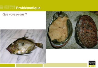 ProblématiqueQue voyez-vous ?