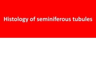 Histology of seminiferous tubules
 