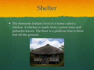 ShelterThe Seminole Indians lived in a home called a chickee. A chickee is made from cypress trees and palmetto leaves. The floor is a platform that is three feet off the ground. 