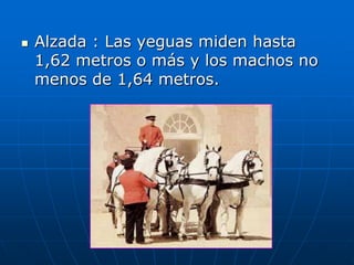 Alzada : Las yeguas miden hasta 1,62 metros o más y los machos no menos de 1,64 metros.