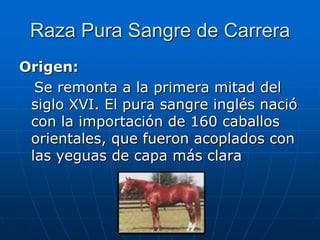 Raza Pura Sangre de Carrera Origen:   Se remonta a la primera mitad del siglo XVI. El pura sangre inglés nació con la importación de 160 caballos orientales, que fueron acoplados con las yeguas de capa más clara