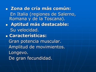  Zona de cría más común:   En Italia (regiones de Salerno, Romana y de la Toscana). Aptitud más destacable:   Su velocidad.Características:  Gran potencia muscular.   Amplitud de movimientos.   Longevo.   De gran fecundidad. 