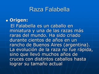 Raza FalabellaOrigen:   El Falabella es un caballo en miniatura y una de las razas más raras del mundo. Ha sido criado durante cientos de años en un rancho de Buenos Aires (argentina). La evolución de la raza no fue rápida, sino que llevó muchos años de cruces con distintos caballos hasta lograr su tamaño actual