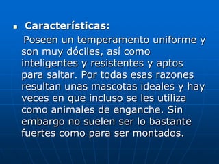  Características:   Poseen un temperamento uniforme y son muy dóciles, así como inteligentes y resistentes y aptos para saltar. Por todas esas razones resultan unas mascotas ideales y hay veces en que incluso se les utiliza como animales de enganche. Sin embargo no suelen ser lo bastante fuertes como para ser montados.