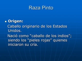 Raza PintoOrigen:  Caballo originario de los Estados Unidos.  Nació como “caballo de los indios”; siendo los “pieles rojas” quienes iniciaron su cría.