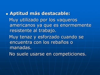 Aptitud más destacable:  Muy utilizado por los vaqueros americanos ya que es enormemente resistente al trabajo.   Muy tenaz y esforzado cuando se encuentra con los rebaños o manadas.   No suele usarse en competiciones. 