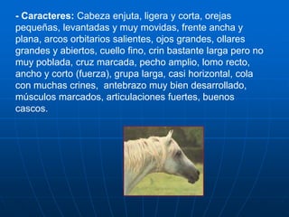 - Caracteres: Cabeza enjuta, ligera y corta, orejas pequeñas, levantadas y muy movidas, frente ancha y plana, arcos orbitarios salientes, ojos grandes, ollares grandes y abiertos, cuello fino, crin bastante larga pero no muy poblada, cruz marcada, pecho amplio, lomo recto, ancho y corto (fuerza), grupa larga, casi horizontal, cola con muchas crines,  antebrazo muy bien desarrollado, músculos marcados, articulaciones fuertes, buenos cascos.
