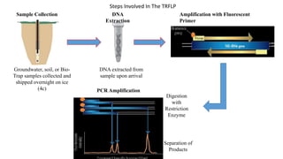 Sample Collection
Groundwater, soil, or Bio-
Trap samples collected and
shipped overnight on ice
(4c)
DNA extracted from
sample upon arrival
DNA
Extraction
Amplification with Fluorescent
Primer
PCR Amplification
Digestion
with
Restriction
Enzyme
Separation of
Products
Steps Involved In The TRFLP
 