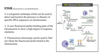 FISH(Fluorescent in situ hybridization)
a cytogenetic technique which can be used to
detect and localize the presence or absence of
specific DNA sequences on chromosomes.
 It uses fluorescent probes binding parts of the
chromosome to show a high degree of sequence
similarity.
 Fluorescence microscopy can be used to find
out where the fluorescent probe bound to the
chromosome.
 