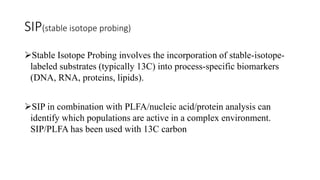 SIP(stable isotope probing)
Stable Isotope Probing involves the incorporation of stable-isotope-
labeled substrates (typically 13C) into process-specific biomarkers
(DNA, RNA, proteins, lipids).
SIP in combination with PLFA/nucleic acid/protein analysis can
identify which populations are active in a complex environment.
SIP/PLFA has been used with 13C carbon
 
