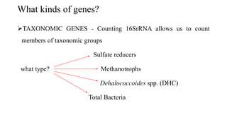 What kinds of genes?
TAXONOMIC GENES - Counting 16SrRNA allows us to count
members of taxonomic groups
Sulfate reducers
what type? Methanotrophs
Dehalococcoides spp. (DHC)
Total Bacteria
 