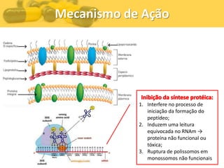 Mecanismo de Ação




            1. Interfere no processo de
               iniciação da formação do
               peptídeo;
            2. Induzem uma leitura
               equivocada no RNAm →
               proteína não funcional ou
               tóxica;
            3. Ruptura de polissomos em
               monossomos não funcionais
 