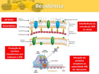 Resistência

 pH baixo
                                          Interferência na
Anaerobiose                               entrada do ATB
                                              na célula




     Produção de
       enzimas
   transferases que
    inativam o ATB                    Mutação da
                                       proteína
                                     receptora na
                                    subunidade 30S
                                     do ribossomo
 