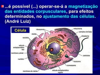 ...é possível (...) operar-se-á a magnetização
das entidades corpusculares, para efeitos
determinados, no ajustamento das células.
(André Luiz)
    Célula
 