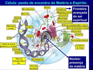 Célula: ponto de encontro de Matéria e Espírito.
                                       Fronteira
                                       avançada
                                       do ser
                                       espiritual




                                     Núcleo:
                                     presença
                                     da matéria
 