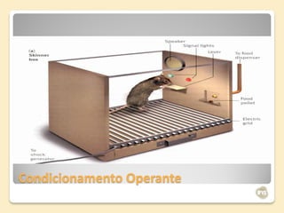 Condicionamento Operante
 