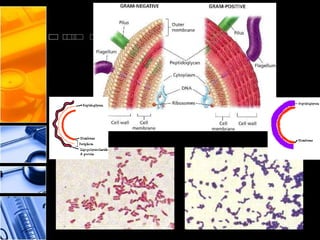 Patologia Geral - FV/2009
 