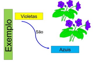 Violetas 
Azuis 
São  