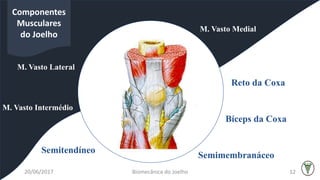 M. Vasto Lateral
Reto da Coxa
OSSO
Tíbia
Componentes
Musculares
do Joelho
M. Vasto Intermédio
M. Vasto Medial
Bíceps da Coxa
Semitendíneo
Semimembranáceo
20/06/2017 Biomecânica do Joelho 12
 