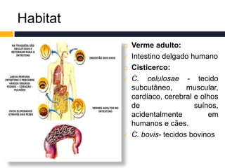Habitat
 Verme adulto:
 Intestino delgado humano
 Cisticerco:
 C. celulosae - tecido
subcutâneo, muscular,
cardíaco, cerebral e olhos
de suínos,
acidentalmente em
humanos e cães.
 C. bovis- tecidos bovinos
 