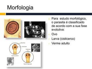 Morfologia
 Para estudo morfológico,
o parasita é classificado
de acordo com a sua fase
evolutiva:
 Ovo
 Larva (cisticerco)
 Verme adulto
 