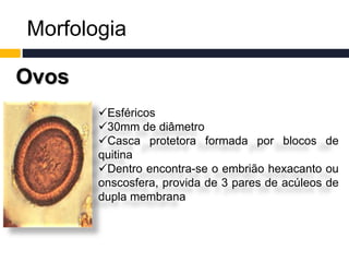 Morfologia
Ovos
Esféricos
30mm de diâmetro
Casca protetora formada por blocos de
quitina
Dentro encontra-se o embrião hexacanto ou
onscosfera, provida de 3 pares de acúleos de
dupla membrana
 