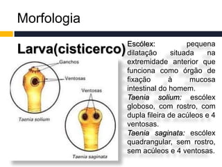 Morfologia
Larva(cisticerco)
Escólex: pequena
dilatação situada na
extremidade anterior que
funciona como órgão de
fixação à mucosa
intestinal do homem.
Taenia solium: escólex
globoso, com rostro, com
dupla fileira de acúleos e 4
ventosas.
Taenia saginata: escólex
quadrangular, sem rostro,
sem acúleos e 4 ventosas.
 