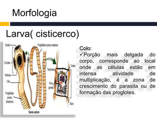 Morfologia
Larva( cisticerco)
Colo:
Porção mais delgada do
corpo, corresponde ao local
onde as células estão em
intensa atividade de
multiplicação, é a zona de
crescimento do parasita ou de
formação das proglotes.
 