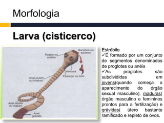 Morfologia
Larva (cisticerco)
Estróbilo
É formado por um conjunto
de segmentos denominados
de proglotes ou anéis
As proglotes são
subdivididas em
jovens(quando começa o
aparecimento do órgão
sexual masculino), maduras(
órgão masculino e femininos
prontos para a fertilização) e
grávidas( útero bastante
ramificado e repleto de ovos.
 