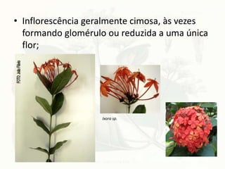 • Inflorescência geralmente cimosa, às vezes
formando glomérulo ou reduzida a uma única
flor;
Ixora sp.
 