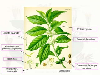 Flores diclamídeas
Ovário ínfero,
dialicarpelar
Fruto cápsula, drupa
ou baga
Anteras rimosas
(Abertura Longitudinal)
Folhas opostas
Coffea arabica
Estilete bipartido
Isostêmone
 
