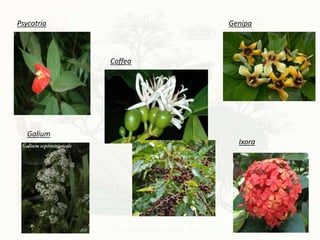 Galium
Coffea
Psycotria Genipa
Ixora
 
