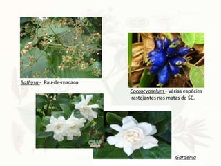Bathysa - Pau-de-macaco
Gardenia
Coccocypselum - Várias espécies
rastejantes nas matas de SC.
 