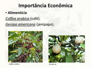 Importância Econômica
• Alimentícia
Coffea arabica (café).
Genipa americana (jenipapo).
Genipa sp.Coffea arabica
 