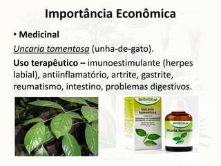 • Medicinal
Uncaria tomentosa (unha-de-gato).
Uso terapêutico – imunoestimulante (herpes
labial), antiinflamatório, artrite, gastrite,
reumatismo, intestino, problemas digestivos.
Importância Econômica
 
