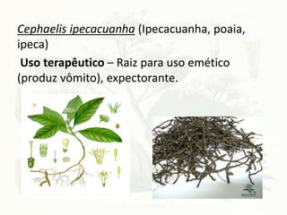 Cephaelis ipecacuanha (Ipecacuanha, poaia,
ipeca)
Uso terapêutico – Raiz para uso emético
(produz vômito), expectorante.
 