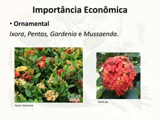 • Ornamental
Ixora, Pentas, Gardenia e Mussaenda.
Ixora chinensis
Ixora sp.
Importância Econômica
 