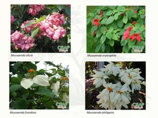 Mussaenda alicia Mussaenda erytrophila
Mussaenda frondosa Mussaenda philippica
 