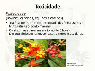Toxicidade
Palicourea sp.
(Bovinos, caprinos, equinos e coelhos)
• Na fase de frutificação, a toxidade das folhas,raízes e
frutos atinge o ponto máximo.
• Os sintomas aparecem em torno de 8 horas.
Desequilíbrio posterior, cólicas, tremores musculares.
Erva-de-rato
Palicourea marcgravii
 