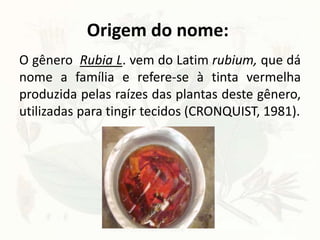 Origem do nome:
O gênero Rubia L. vem do Latim rubium, que dá
nome a família e refere-se à tinta vermelha
produzida pelas raízes das plantas deste gênero,
utilizadas para tingir tecidos (CRONQUIST, 1981).
 