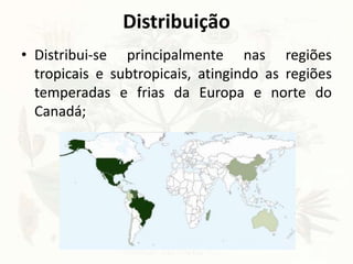 Distribuição
• Distribui-se principalmente nas regiões
tropicais e subtropicais, atingindo as regiões
temperadas e frias da Europa e norte do
Canadá;
 