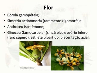 Flor
• Corola gamopétala;
• Simetria actinomorfa (raramente zigomorfa);
• Androceu Isostêmone;
• Gineceu Gamocarpelar (sincárpico); ovário ínfero
(raro súpero), estilete bipartido, placentação axial;
Genipa americana
 